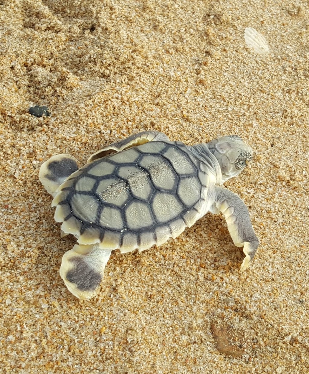Turtle Watching |  | Slade Point QLD 4740, Australia | 0749549613 OR +61 7 4954 9613