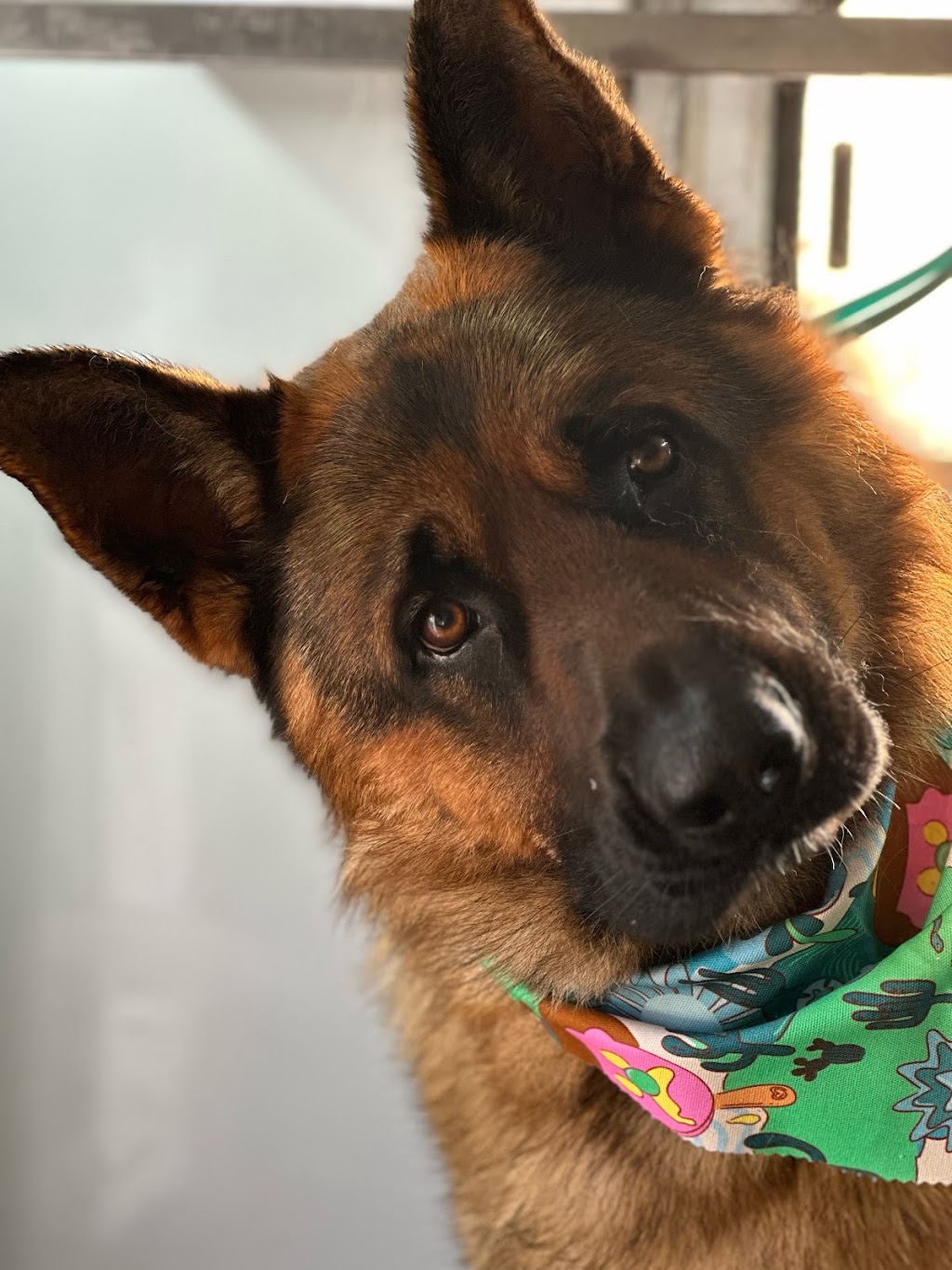 Scrub A Dub Dogs | 7 Meehan Pl, Moss Vale NSW 2577, Australia | Phone: 0435 485 238