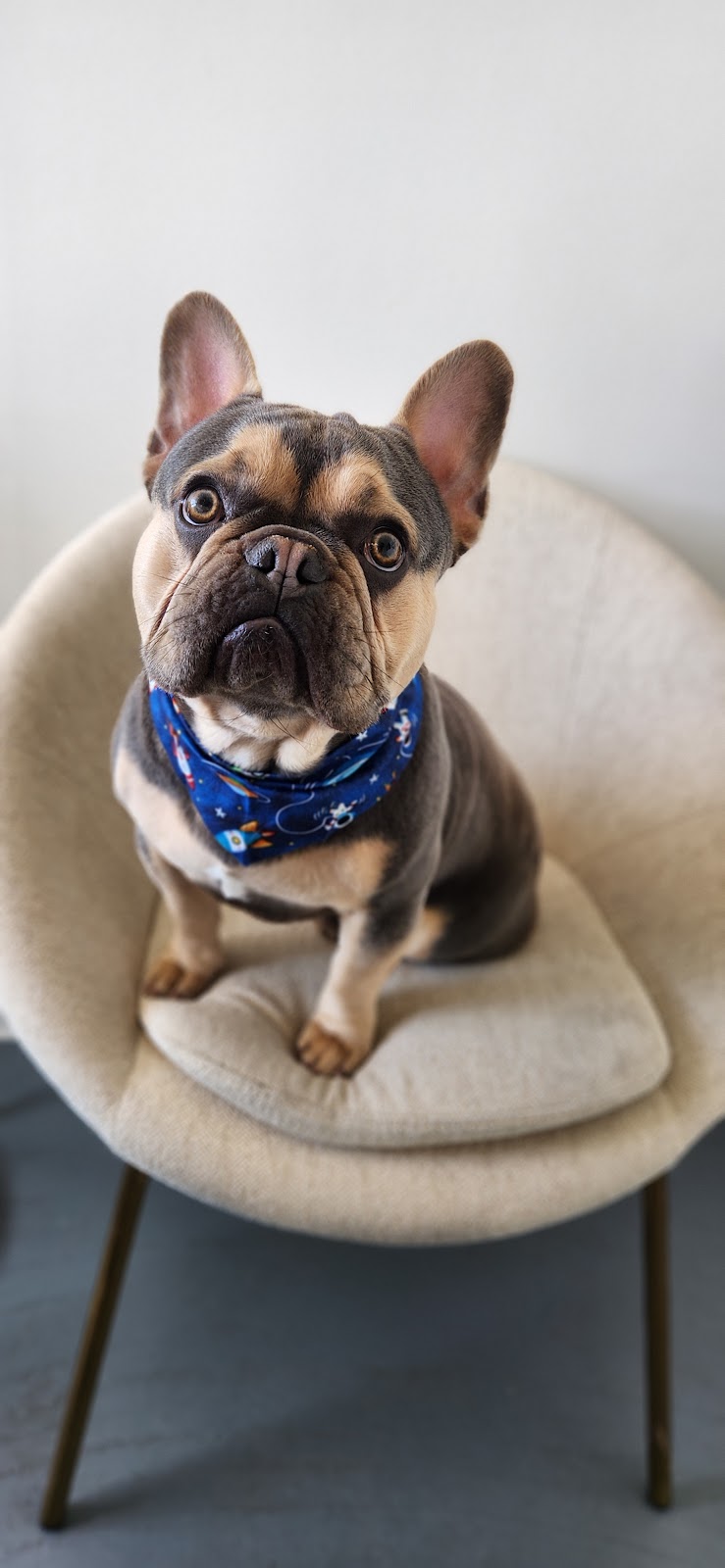 Bark & Bloom Grooming | 2 Keith Mitchell Dr, Warwick QLD 4370, Australia | Phone: 0427 786 774