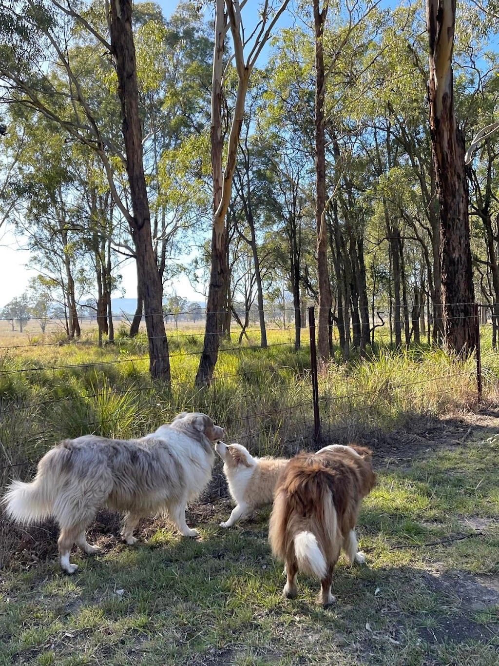 OliveGrove Estate Border Collies | 210 Inglewood Rd, Muscle Creek NSW 2333, Australia | Phone: 0427 530 955