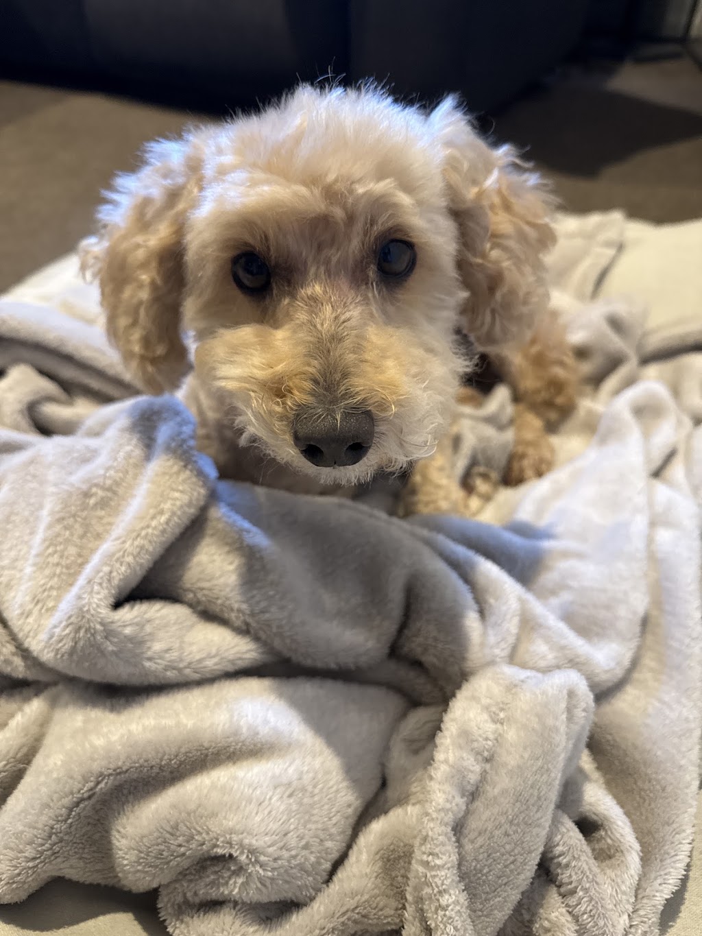 Pooch Pamper Grooming | 515 Wallan Rd, Whittlesea VIC 3757, Australia | Phone: 0432 328 644