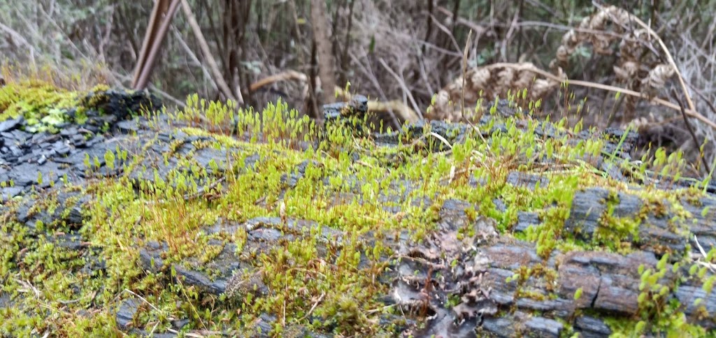 Henderson Falls | Henderson Track, Lorne VIC 3232, Australia | Phone: 13 19 63