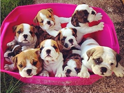 English Bulldog puppies For Sale. | pet store | Colac VIC 3250, Australia | 0894674035 OR +61 8 9467 4035