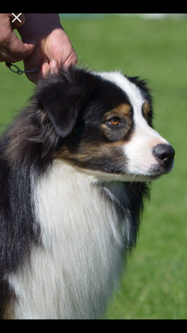 Artic Ivory Australian Shepherds | Micalago Rd, Michelago NSW 2620, Australia | Phone: 0412 915 984