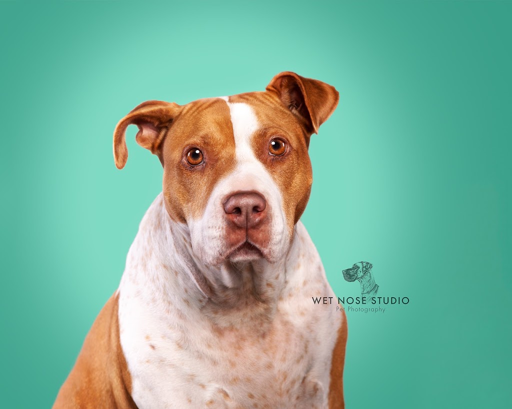 Wet Nose Studio - Pet Photography | Inverloch VIC 3996, Australia | Phone: 0423 707 551