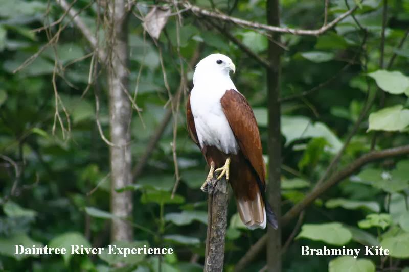 Daintree River Experience | travel agency | Barratt Creek Landing, Daintree Road, Daintree, QLD 4873, Daintree QLD 4873, Australia | 0740987480 OR +61 7 4098 7480