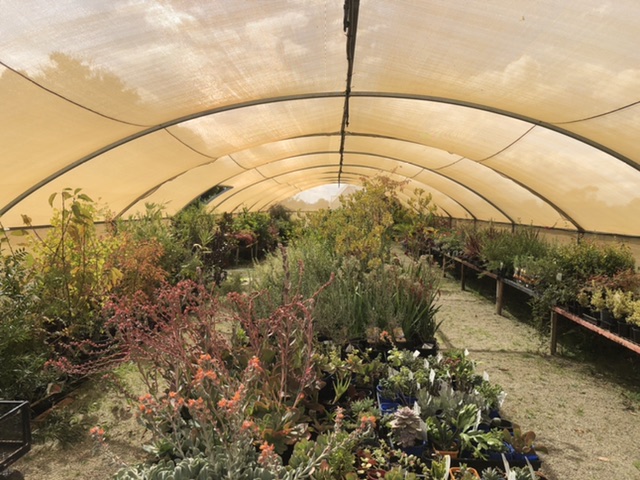 The Elm Tree Nursery - Cohuna | store | 107 Danahers Rd, Cohuna VIC 3568, Australia | 0408371981 OR +61 408 371 981