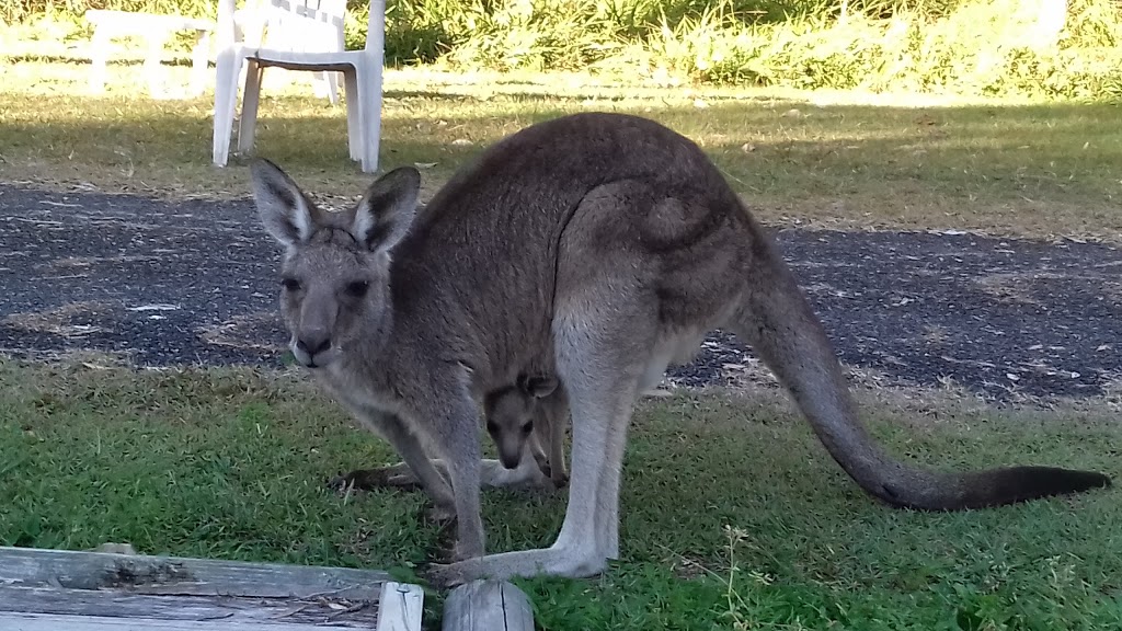 Yurt By Sea | 21 The Boulevarde, Mullaway NSW 2456, Australia | Phone: 0412 552 881