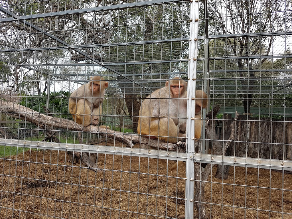 Darling Downs Zoo | zoo | 21 Baines Rd, Pilton QLD 4361, Australia | 0746964107 OR +61 7 4696 4107