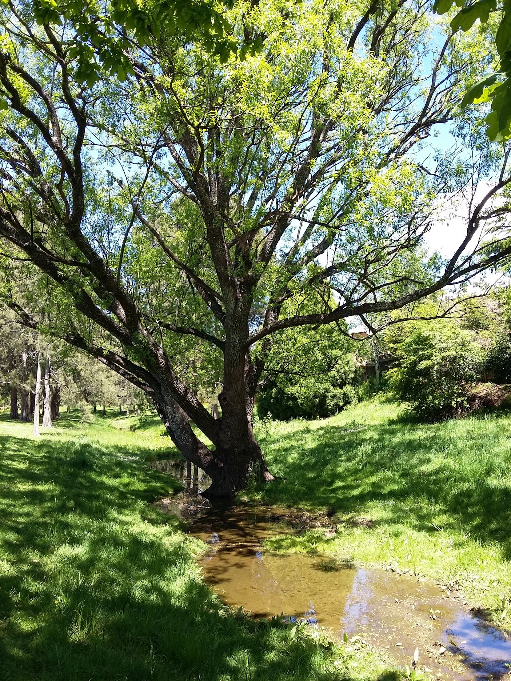 Whites Creek Reserve | park | Mack St, Moss Vale NSW 2577, Australia | 0248680888 OR +61 2 4868 0888