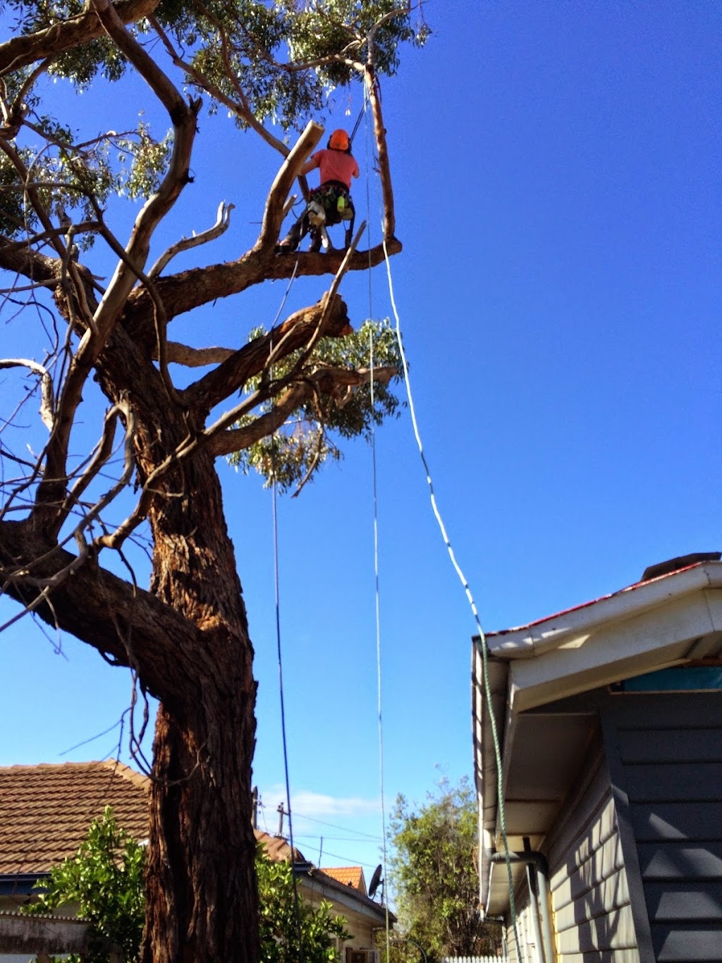 Tree Removal Service Mt Eliza | 10 Gannet St, Mount Eliza VIC 3930, Australia | Phone: (03) 5976 3114