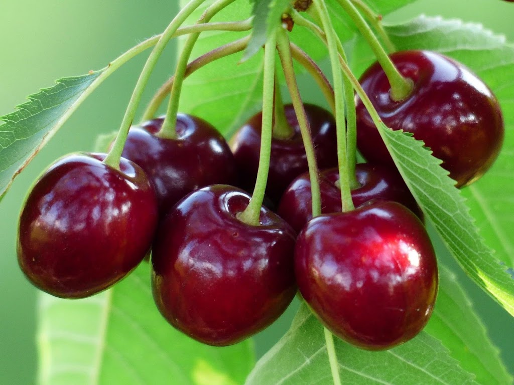 Rowella Cherry Farm | 70 Clarks Rd, Rowella TAS 7270, Australia | Phone: 0400 078 293