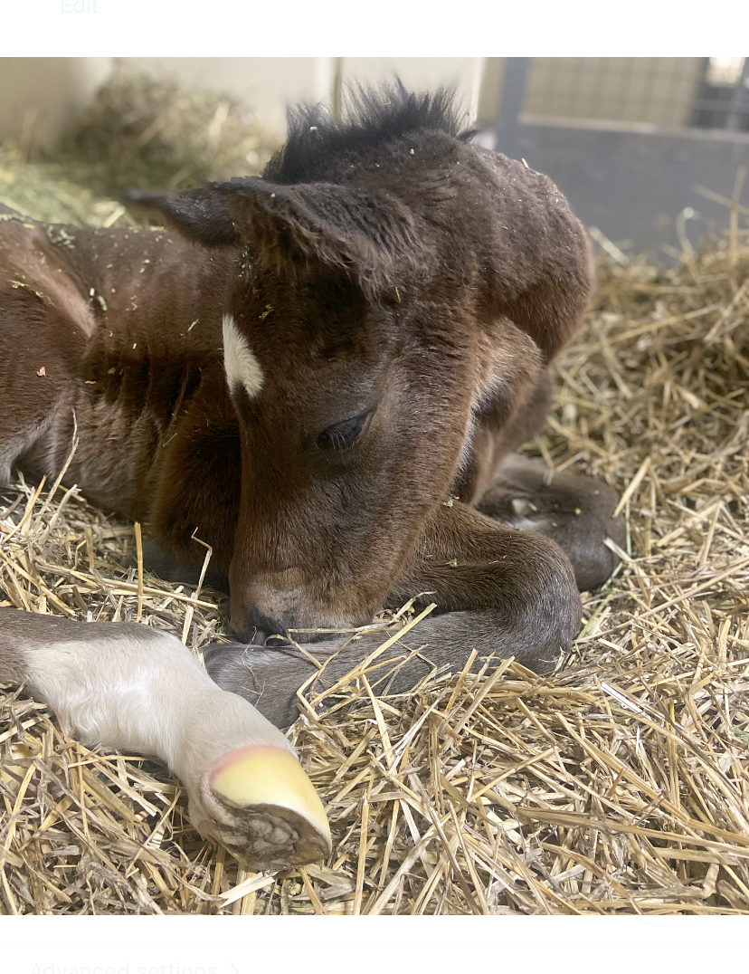 Lanitza Stud & Spelling | 775 Parker Rd, Lanitza NSW 2460, Australia | Phone: 0416 785 083