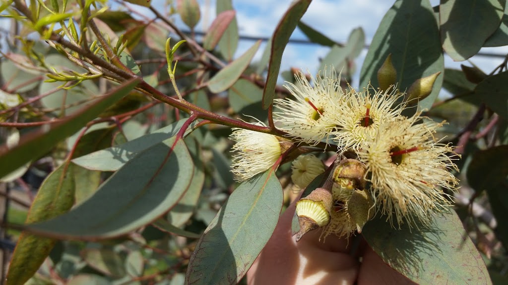 Mt William Advanced Tree Nursery |  | 539 W Goldie Rd, Lancefield VIC 3435, Australia | 0354291517 OR +61 3 5429 1517