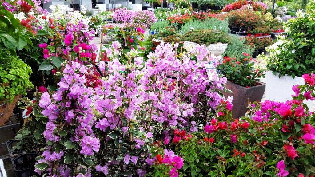 Ross Evans Garden Centre | 2274 Moggill Rd, Kenmore QLD 4069, Australia | Phone: 0488 000 525