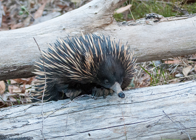 Echidna Ridge Bushland Experience |  | 389 Milligan Rd, McHarg Creek SA 5201, Australia | 0413843712 OR +61 413 843 712