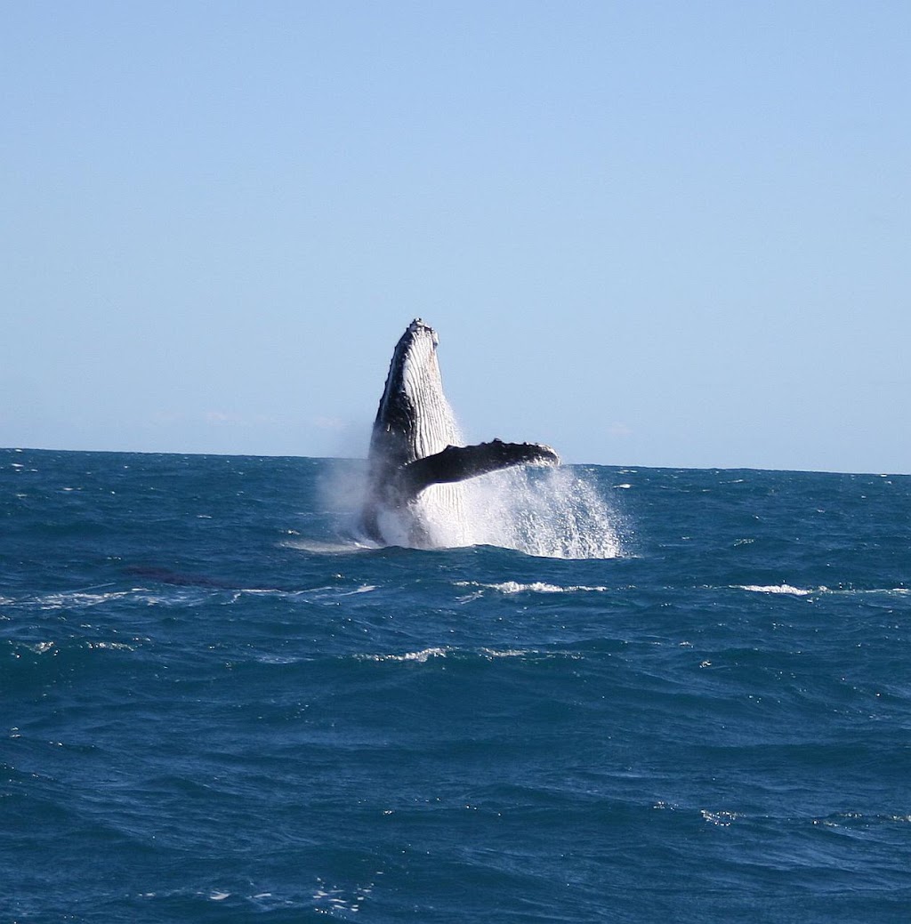 Reefwalker Ocean Discovery | tourist attraction | 166 Grey St, Berth 1, Maritime Facility, Kalbarri WA 6536, Australia | 0417931091 OR +61 417 931 091