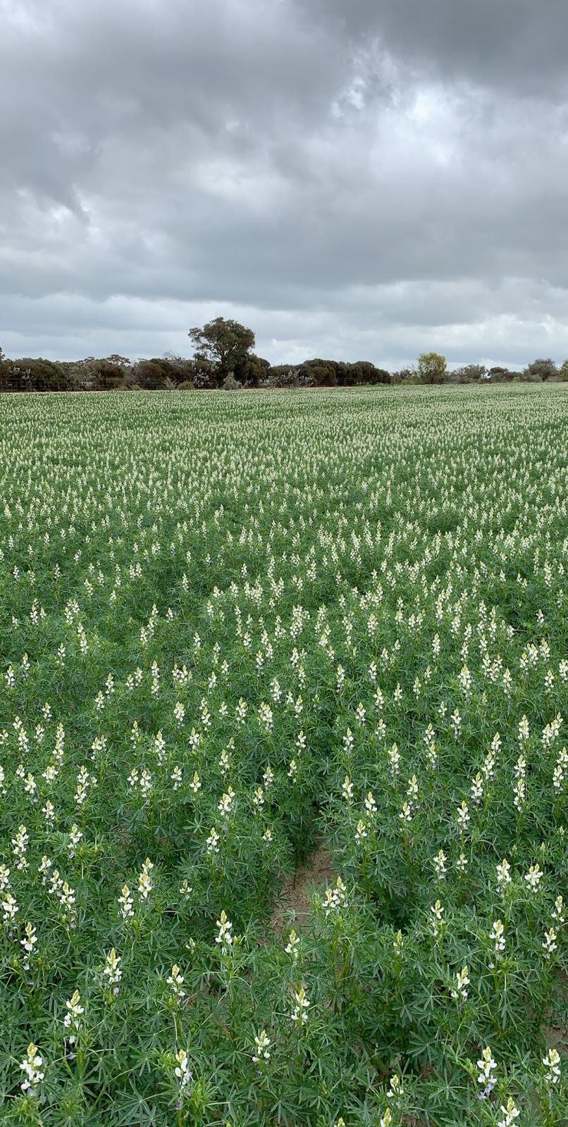 Wogerlin Farm | 1124 Bilbarin-Quairading Rd, Bilbarin WA 6375, Australia | Phone: 0477 550 063