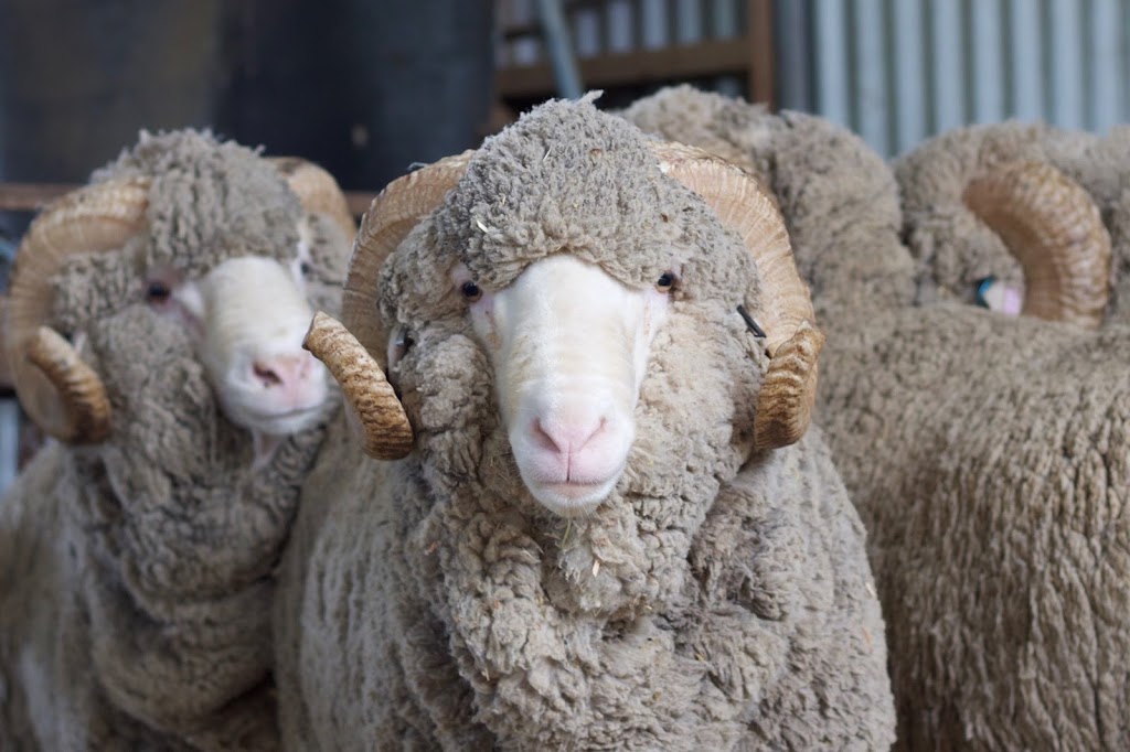 Stanley Vale Merino | 77 Stanley Vale Ln, Uralla NSW 2358, Australia | Phone: 0423 327 690