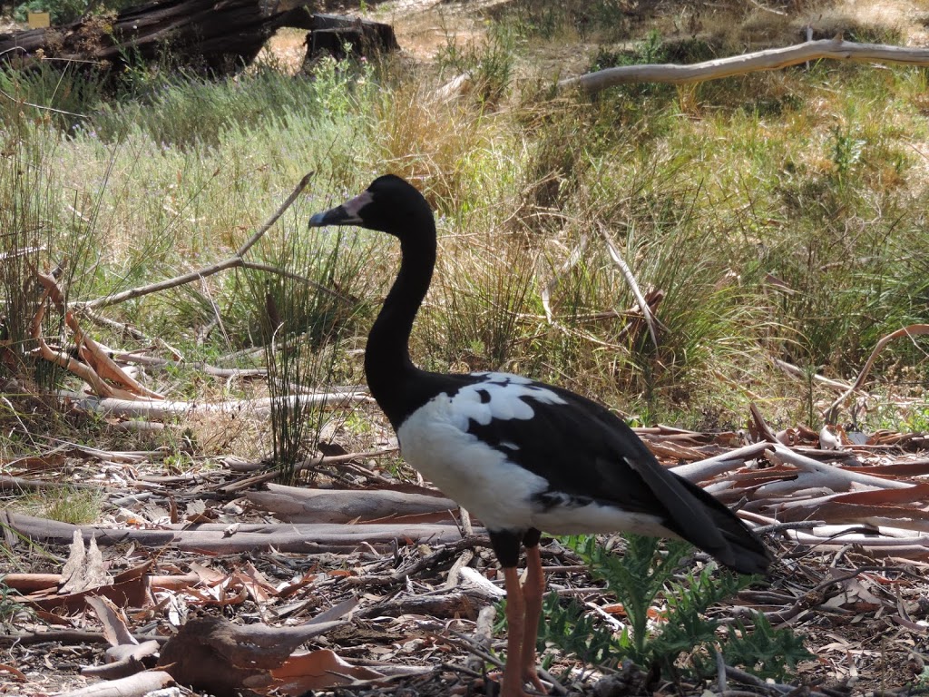 Warrawong Wildlife Sanctuary | zoo | 47 Stock Rd, Mylor SA 5153, Australia | 0884236030 OR +61 8 8423 6030