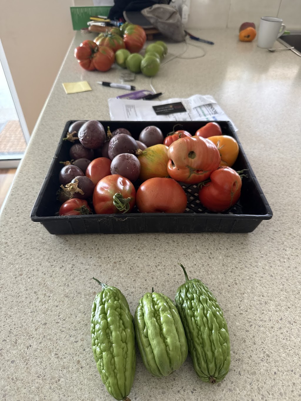 OrKID Mix | 295 Woodleigh-st Helier Rd, The Gurdies VIC 3984, Australia | Phone: 0449 992 236