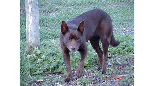 Elfinvale Stud Kelpies | 1657 Melville Forest-Vasey Rd, Melville Forest VIC 3315, Australia | Phone: 0408 546 510