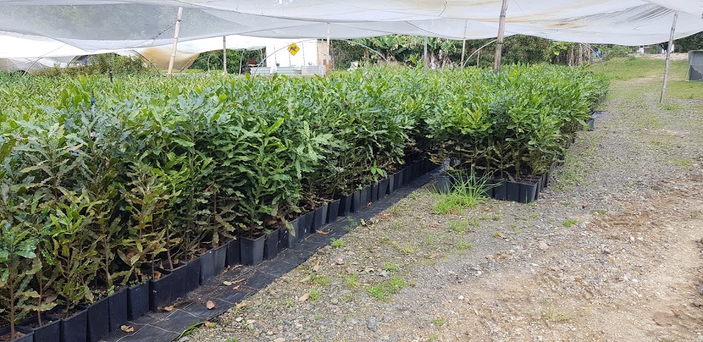 Blackwall Nursery | 103 Montis Rd, Bagotville NSW 2477, Australia | Phone: 0437 933 139