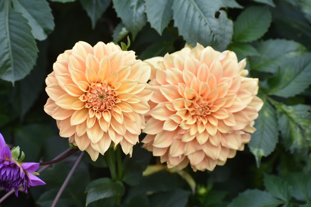 Country Dahlias | 195 Mathisons Rd, Winchelsea VIC 3241, Australia | Phone: (03) 5267 2389