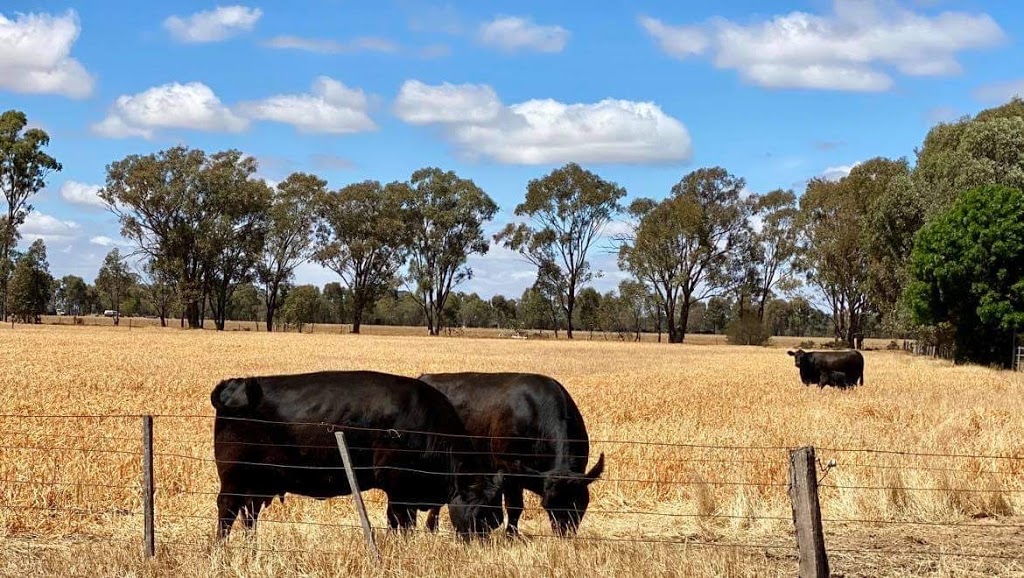 CANN VALLEY LOWLINE STUD | 315 Thompsons Rd, Tallygaroopna VIC 3634, Australia | Phone: 0409 388 435