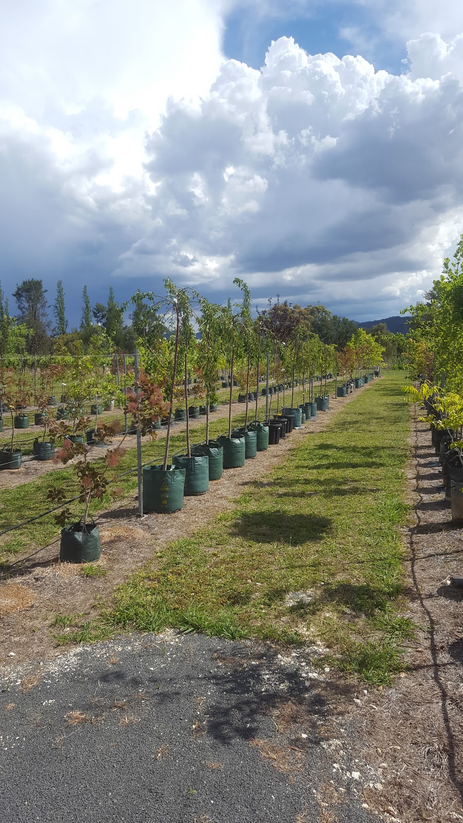 Mudgee Nursery |  | 13 Ulan Rd, Putta Bucca NSW 2850, Australia | 0263734278 OR +61 2 6373 4278