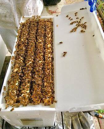 HoneyBee Hives |  | 28 Kangaroo Creek Rd, Coutts Crossing NSW 2460, Australia | 0411097275 OR +61 411 097 275