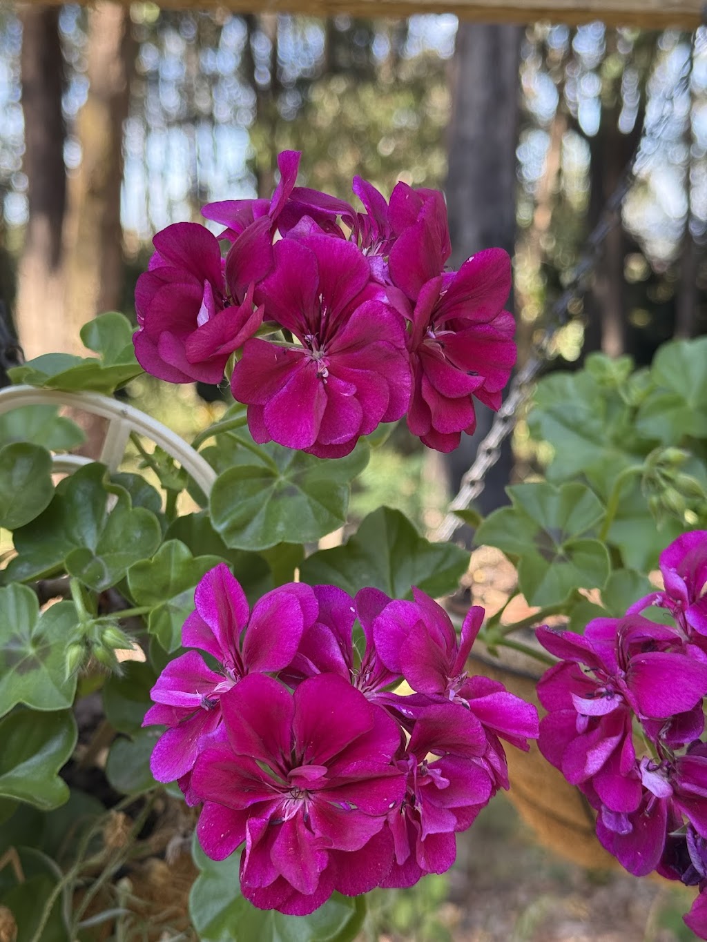 Celestial Gardens and Retreat | 10 Thonemans Rd, Hoddles Creek VIC 3139, Australia | Phone: 0411 885 568