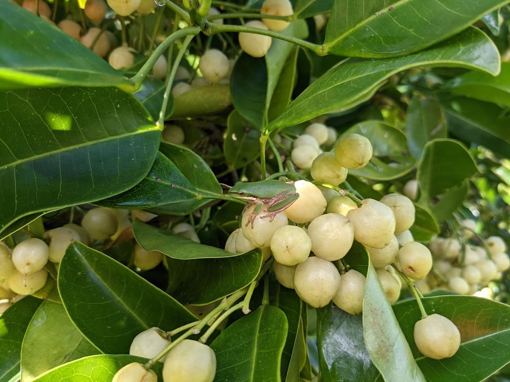 Hinterland Harvest | 9B Noble Rd, Blue Knob NSW 2480, Australia | Phone: 0450 604 357