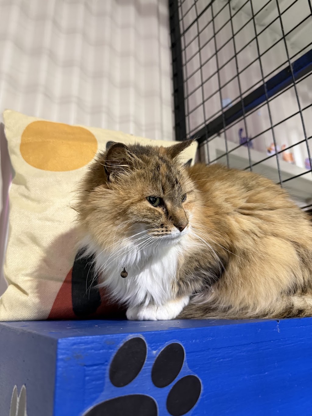 Crazy Cats Cattery | 555 Schoolhouse Ln, Tallarook VIC 3659, Australia | Phone: 0481 005 509