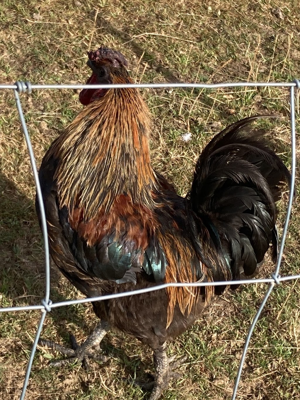 Kermandie Ridge Farm Sanctuary Inc. | 23 Knights Rd, Geeveston TAS 7116, Australia | Phone: 0429 029 012