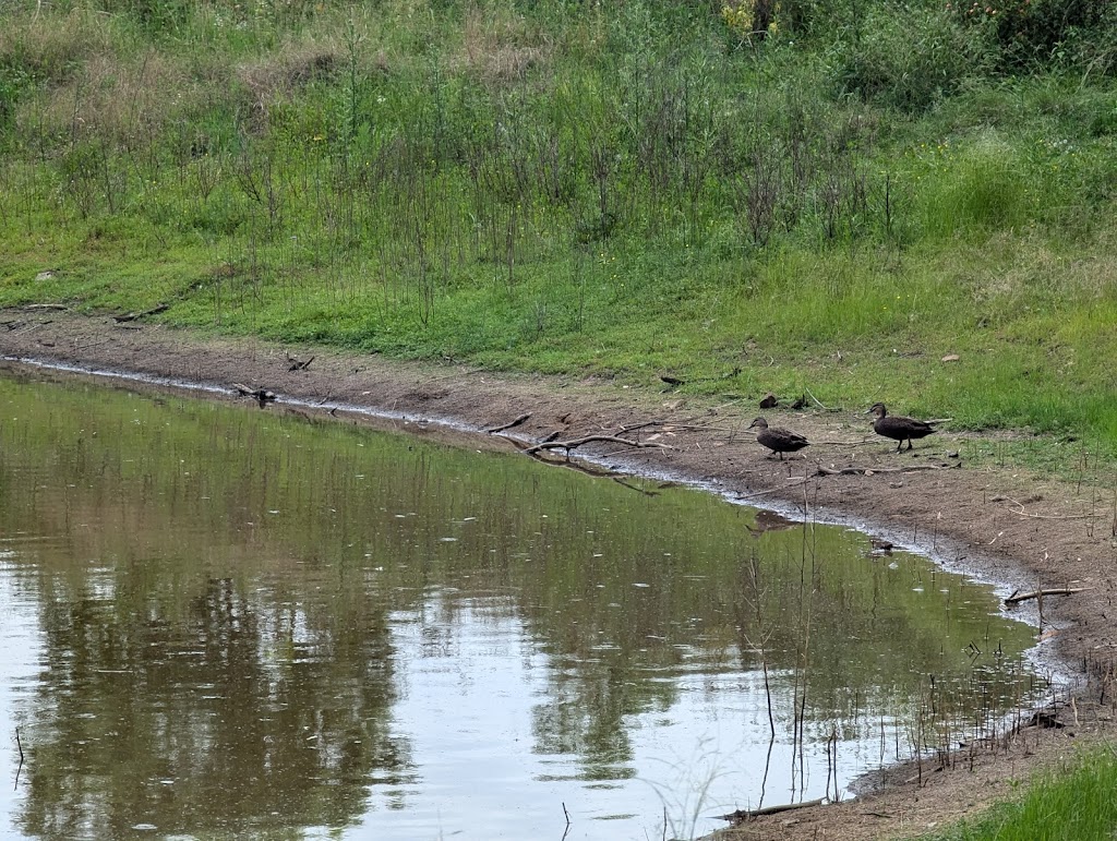 Valinor Valley Farm | Waterhouse Rd, Summerholm QLD 4341, Australia | Phone: 0490 816 523