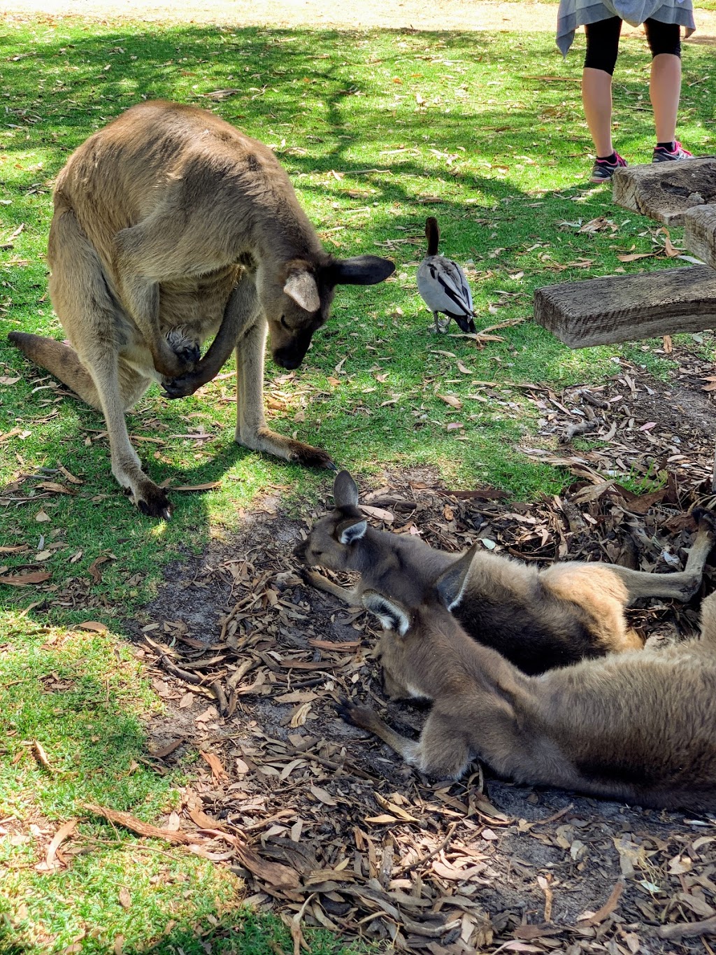 Urimbirra Wildlife Park | Adelaide Rd, Victor Harbor SA 5211, Australia | Phone: (08) 8554 6554