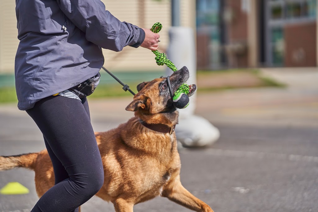 The Complete Canine | 59 Bondi Parade, Point Cook VIC 3030, Australia | Phone: 0450 059 603