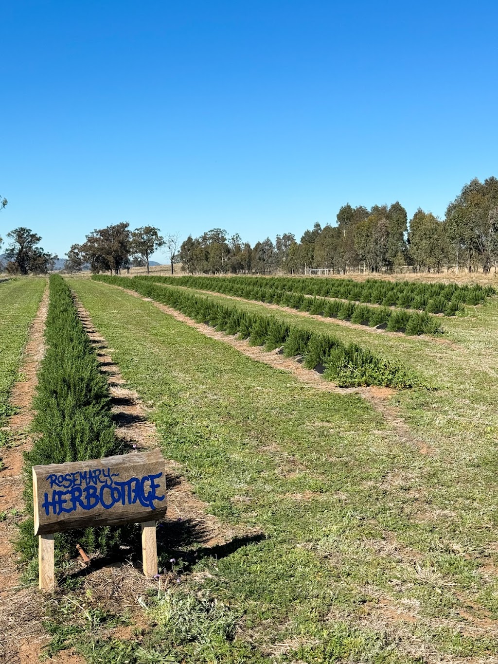 Back Paddock Botanical - Lavender and Herb Farm | 274 Goombungee Meringandan Rd, Goombungee QLD 4354, Australia | Phone: 0400 684 643