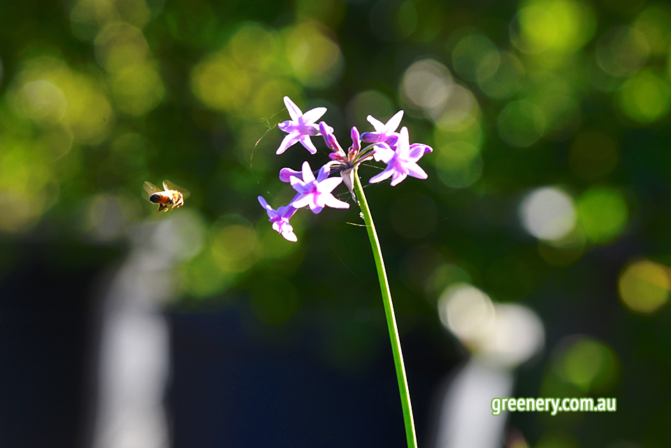 Greenery - The Garden Nursery | park | 239 - 255 Scott Lane, North MacLean QLD 4280, Australia | 0414779910 OR +61 414 779 910