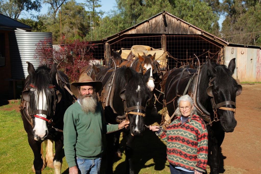 Larne Draught Horses - Working Draught Horse Museum | museum | 48 McInnes St, Lake Cargelligo NSW 2672, Australia