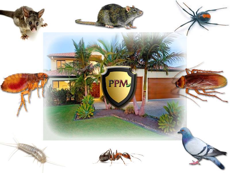 Protectant Pest Management Brisbane | 61/57 Burchill St, Loganholme QLD 4129, Australia | Phone: 1300 552 532