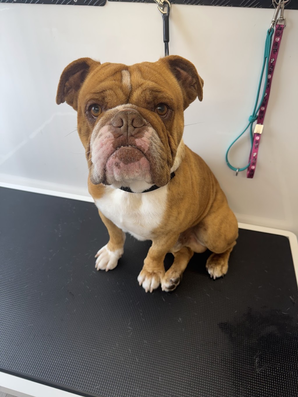 Simply Pawgeous Grooming | 951 Dicksons Rd, Dooralong NSW 2259, Australia | Phone: 0484 671 351