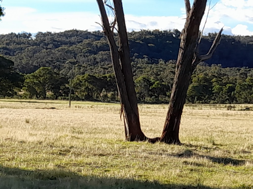 Parlour Mountain Farm, run by Hempel Enterprises Pty Ltd | 3206 Boorolong Rd Parlour Mountain Farm, Boorolong NSW 2350, Australia | Phone: 0407 755 888