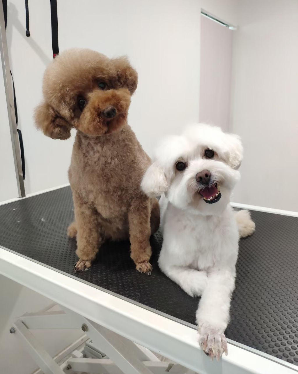 DG Pet Grooming |  | 16 Trevor Ct, Mount Waverley VIC 3149, Australia | 0424687980 OR +61 424 687 980