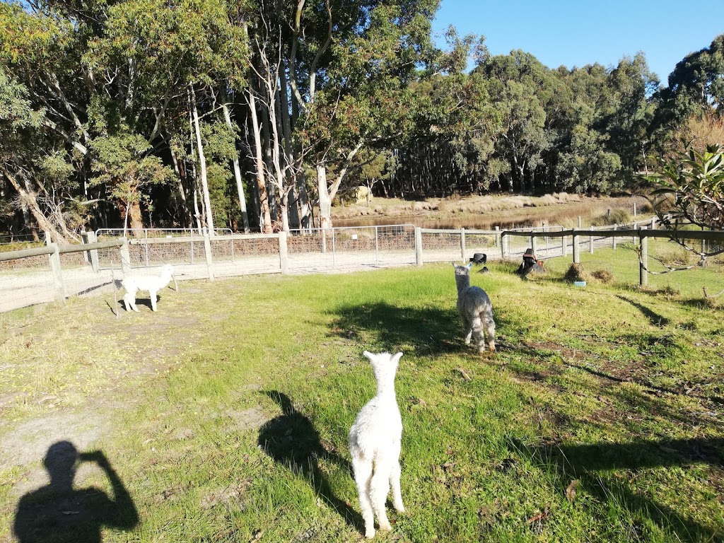 Ambersun Alpacas | 2721 Victor Harbor Rd, Mount Compass SA 5210, Australia | Phone: 0417 826 762