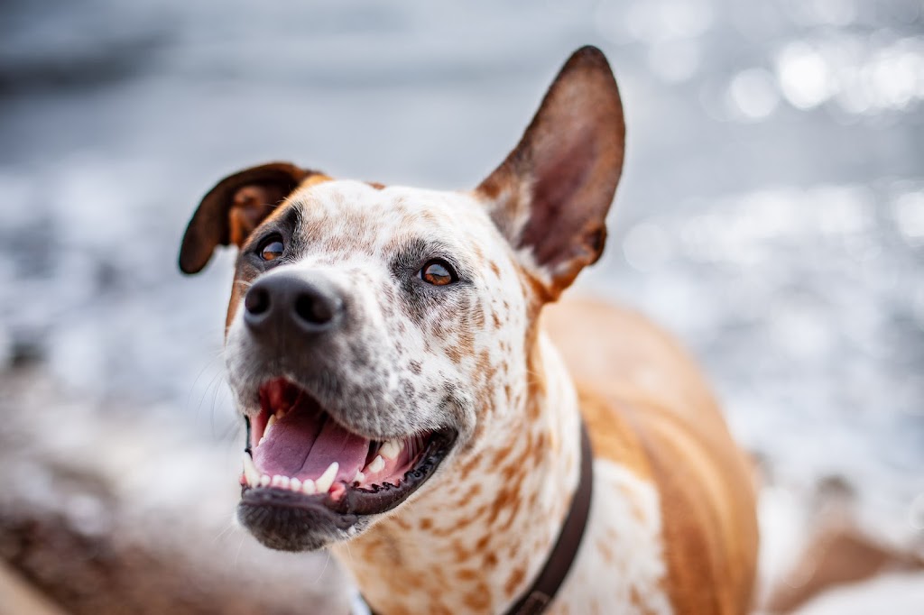 MARSTA Dog Photography |  | Mount Huntley St, Park Ridge QLD 4125, Australia | 0404146782 OR +61 404 146 782