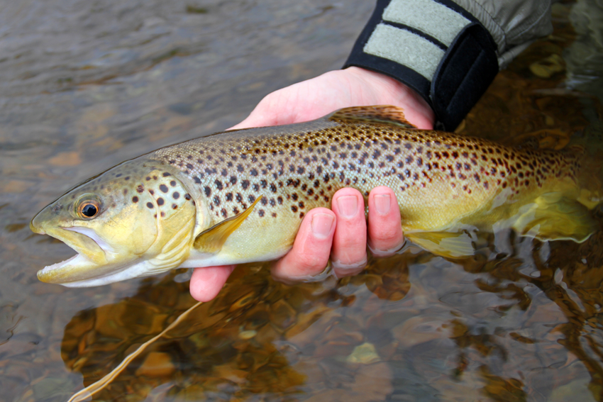 Marysville Trout & Salmon Ponds | food | 261 Marysville Rd, Marysville VIC 3779, Australia | 0359633558 OR +61 3 5963 3558