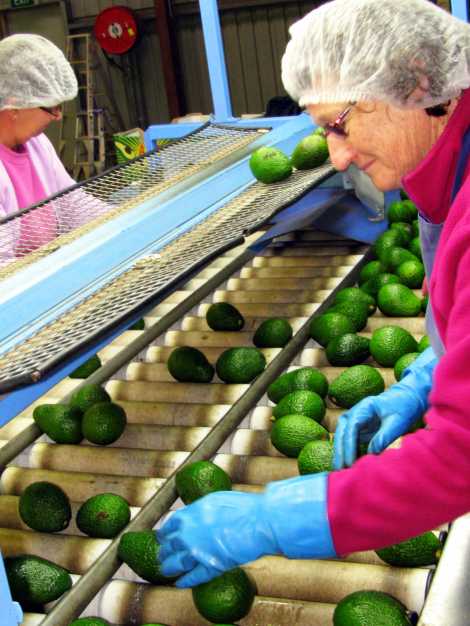 Balmoral Avocados Australia |  | 160 Evans Road East, Cabarlah QLD 4352, Australia | 0746966388 OR +61 7 4696 6388