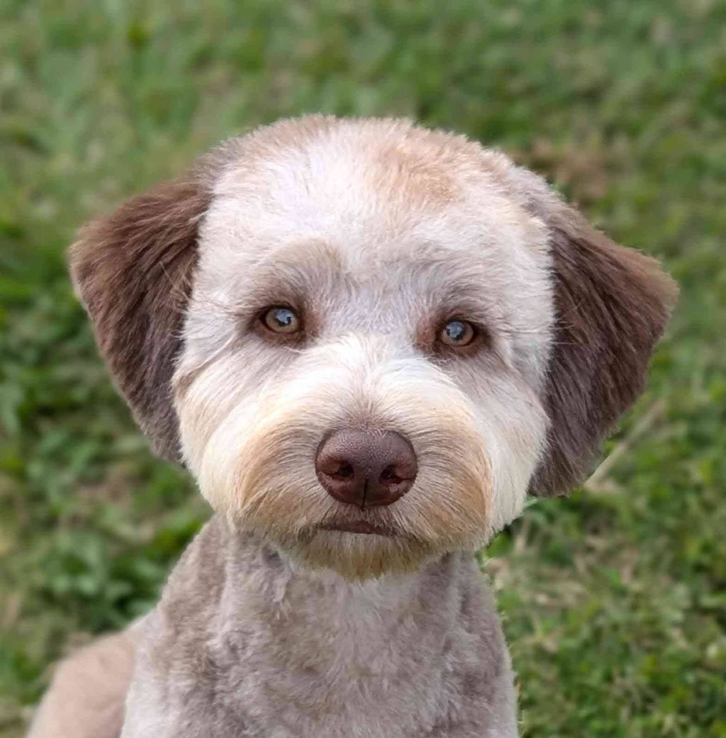 Lather and Love Canine Spa and Social Club | 19 Bell St, DAguilar QLD 4514, Australia | Phone: 0468 625 301